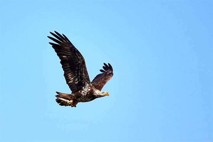 Zeearend in de lucht