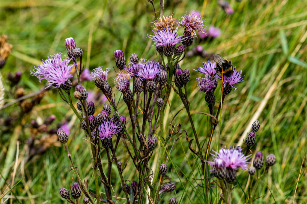 Fotograaf: Martin Stevens