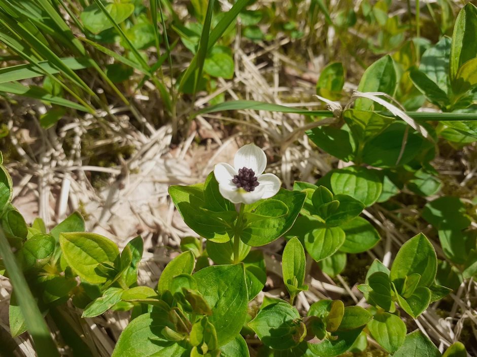 laag kruidachtig plantje met witte bloem