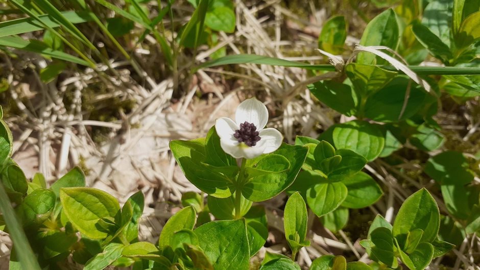 Laag kruidachtig plantje met witte bloem